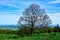 Green landscape with a big tree, stones, blue sky