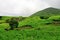 Green landscape of Fogo