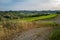 Green landscape of green vineyards in Certaldo Tuscany