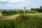 Green landscape of green vineyards in Certaldo Tuscany