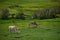Green landscape with horses grazing in Huascaran National Park