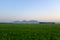 Green landscape massive rice field on a sunrise sky