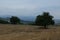 Green landscape panorama with a wooden bench under a tree as background image