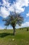 green landscape and single tree view, wonderful spring views