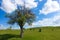 green landscape and single tree view, wonderful spring views