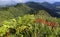 Green landscape on top of Miradouro do Salto do Cavalo in Sao Miguel, Azores Islands, Portugal.