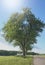 Green landscape with tree and sturdy tree crown and small bench