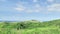 Green landscape view of Nothern Spain countryside, hills covered with grass at sunny summertime day