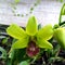 green lantern dendrobium phalaenopsis orchid