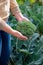 Green large broccoli plant on garden bed. Vertical photo of farmer with cauliflower