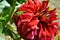 Green large grasshopper sitting on bright red dahlias on green bush, petals close up detail, soft blurry bokeh background, side