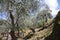 Green and large olive grove full of olive trees, plants full of leaves and fruits. the arrival of spring