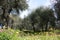 Green and large olive grove full of olive trees, plants full of leaves and fruits. the arrival of spring