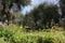 Green and large olive grove full of olive trees, plants full of leaves and fruits. the arrival of spring
