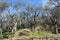 Green and large olive grove full of olive trees, plants full of leaves and fruits. the arrival of spring