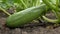 Green large ripe zucchini lies in the garden. Panorama