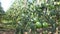 Green large tomatoes on branch in summer garden closeup