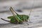 Green large Wart-biter Decticus verrucivorus. Bush-cricket