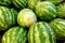 Green large watermelons in the summer for sale.