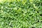 Green laurel bush background