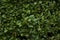 Green laurel foliage wall