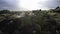 Green lava fields covered with moss