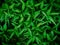Green laves of plant, abstract background texture concepts