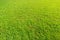 Green lawn background, cut and clean grass surface, best for soccer, tennis, volley ball or golf field. Shot at sunny summer day.