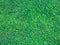 Green lawn for background. Green grass background texture