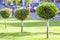 Green lawn with bright grass in a city park with decorative trees on a sunny summer day. Beautiful rest area in urban surrounding.