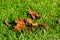 Green lawn in the fall with brown fallen sycamore leaves