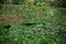 On a green lawn with flowers, parrot (monk parakeet) is looking for food. The Ciutadella Park in Barcelona, Spain