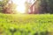 Green lawn in the garden against the backdrop of the sunbeams of the sunset.