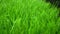 Green lawn grass. Artificial or natural green lawn