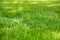 Green lawn of grass leaves in the park, detail, blurred background