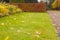 Green lawn, hedge and path covered with fallen leaves in the autumn park. Golden days. October.