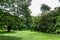 Green lawn landscape with big tree