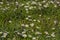 Green lawn with many daisy flowers, closeup