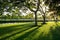 Green lawn of Suan Luang Rama 9 Park in the morning