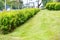 A green lawn with trimmed grass and lush bushes along a city street with heavy traffic