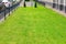 A green lawn with trimmed grass and slender cypresses is fenced with a curly metal fence along the city street