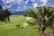 Green lawn under palm trees, sea and mountains on a background. Mauritius