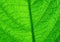 Green leaf