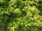 Green leaf Acer palmatum hessei ornamental tree in the botanical garden.