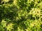 Green leaf Acer palmatum hessei ornamental tree in the botanical garden.