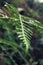 Green leaf from an Australian tropical forest