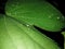 Green leaf background image capture