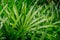 Green leaf background lady palm or Bamboo palm leaf Rhapis exclesa, PLAMAE