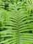 The green leaf background of a plant called pteridophyta