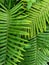 The green leaf background of a plant called pteridophyta